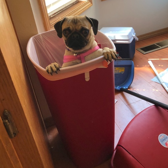 Meet your Posher, Ken and Emmy - Picture 3 of 4